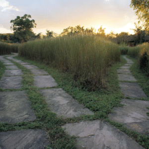 Pathways through tall grass during sunset in a tranquil natural setting.