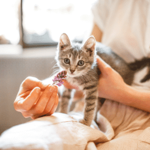 Fluffy gray kitten with big eyes and a small purple flower, being held by a person indoors.