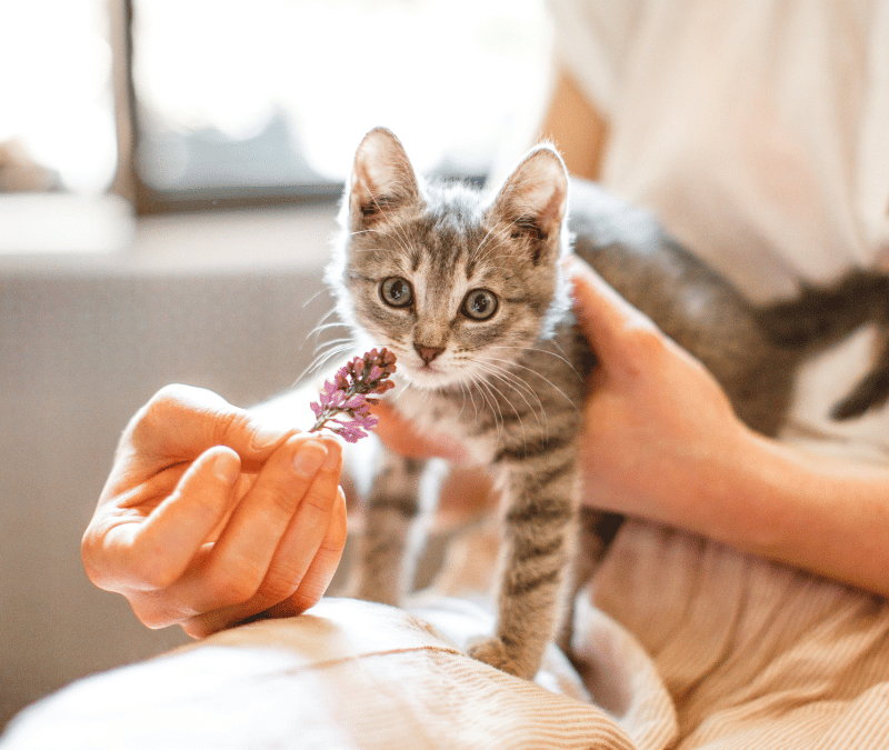 Fluffy gray kitten with big eyes and a small purple flower, being held by a person indoors.